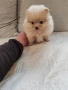 Померан мини женско., снимка 5