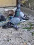 Унгарски гигант, снимка 3