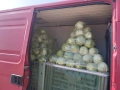 Продавам Ранно Зеле., снимка 7