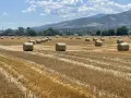слама ечемяна овес ролонни бали, снимка 2