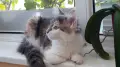 Женско коте Мейн кун, снимка 3