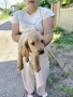 Кокер Шпаньол , снимка 4