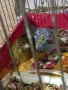 продавам канари, снимка 1