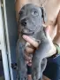 🐶 Продавам красиви Американски Питбул кученца - 8 броя, 2 месеца, снимка 2