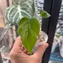 Добре вкоренена "Monstera Bulbasaur Variegata", снимка 6
