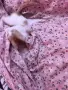 Малки  Котета момиченца, снимка 7