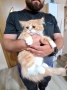 Персийски котета, снимка 1