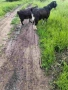 Продавам пръч., снимка 2
