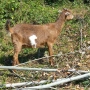 продавам 3 кози и 4 ярета, снимка 14