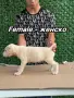 АЛАБАЙ - 40 days с първка ваксина, снимка 13