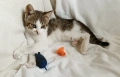 Подарявам малко котенце - момченце, снимка 2