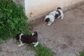 Бебета Лагото Романьоло / Lagotto Romagnolo, снимка 2
