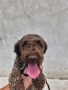 Лагото Романьоло, снимка 3