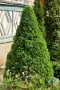 🌲🌲🌲 Picea glauca 'Conica' – Декоративен смърч Коника (джудже), снимка 1