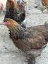 Яребични брами. , снимка 5