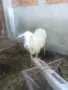 продавам овце .., снимка 1