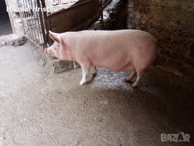 Свободно женско прасе