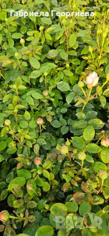 Храстовидни и влачещи рози , снимка 5 - Градински цветя и растения - 54233249