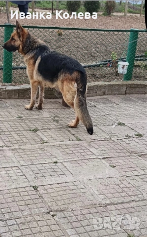 Продавам немска овчарка на 45 дена остана 1 женско, снимка 3 - Немска овчарка - 54187903