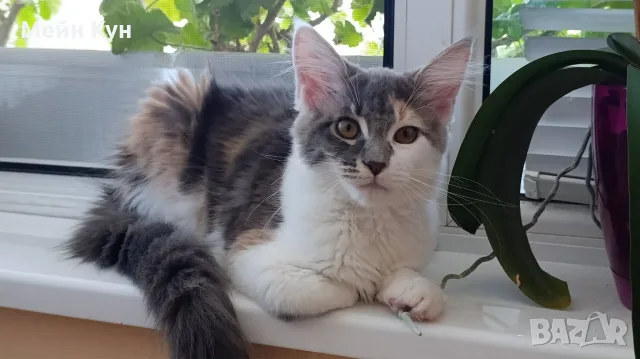 Женско коте Мейн кун, снимка 6 - Мейн кун - 55354403