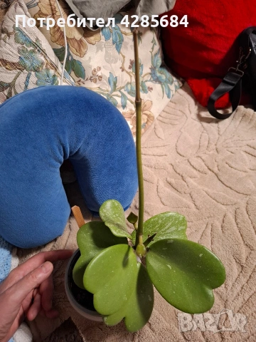 хоя кери сплаш, снимка 11 - Стайни растения - 51453019