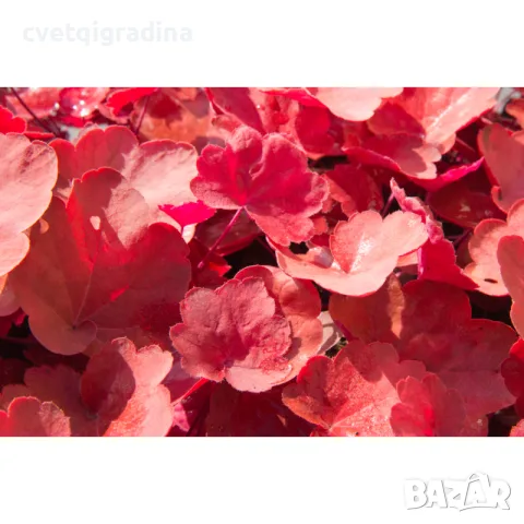 Heuchera Cinnamon Stick Хойхера Канелена пръчка