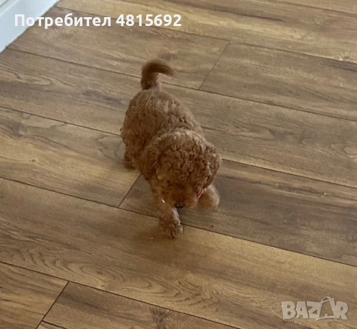 Пудел Той Мини Женски, снимка 3 - Пудели - 54397700