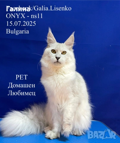 Котенца Мейн Куун с родословие