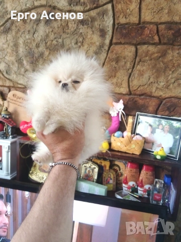 Чистокръвно мини Померанче!, снимка 7 - Померан - 54251251