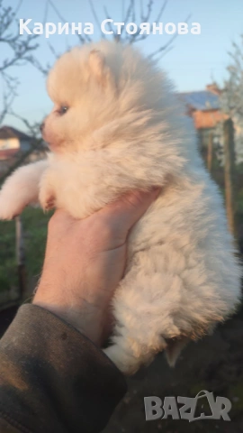 Мъжко померанче, снимка 2 - Померан - 53969218