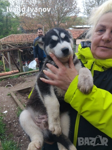 Малки кученца Сибирско хъски, снимка 2 - Хъски - 54125376
