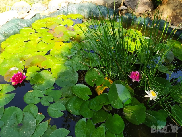 водни лилии, снимка 2 - Сортови семена и луковици - 54170649