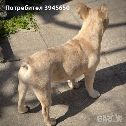Женски френски булдог , снимка 2 - Френски булдог - 54873666