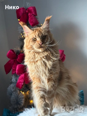 Мейн кун котенца / Мейн куун котенца / Maine coon kittens, снимка 4 - Мейн кун - 50068719
