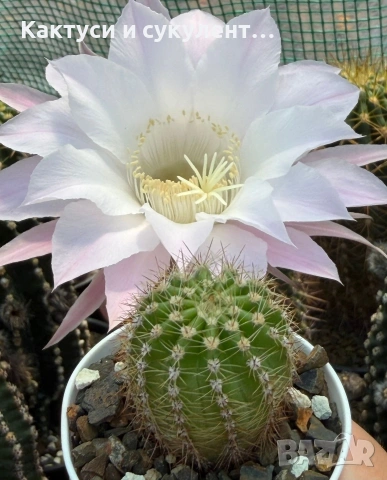 Кактус Echinopsis Hybrid нежно бял цвят с розови нюанси , снимка 2 - Градински цветя и растения - 55182575