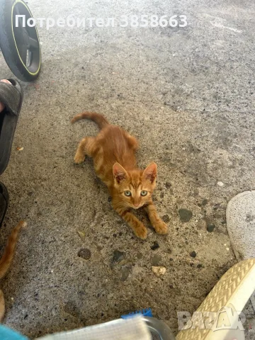 Осинови котенца , снимка 2 - Други - 55335331