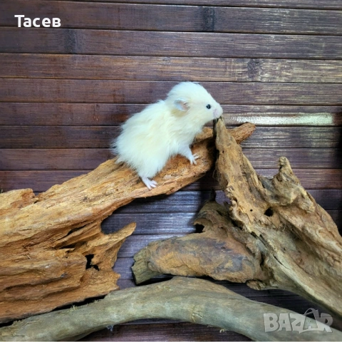 Сирийски хамстерчета