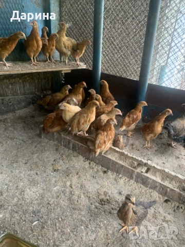 Женски пилета 
