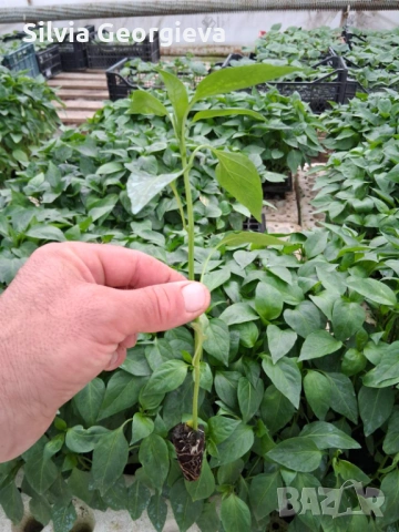 Разсад пепер, снимка 2 - Разсади - 54282394