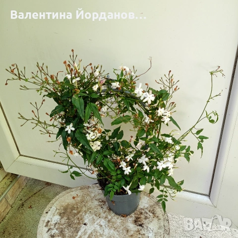 ароматен жасмин , снимка 2 - Стайни растения - 54689608