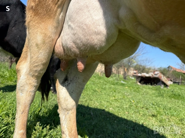 Продавам крава, снимка 4 - Крави - 54325584