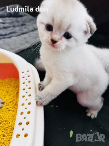 🐾 Продавам чистокръвни британски шиншила котенца 🐾  , снимка 2 - Британска късокосместа - 54784808
