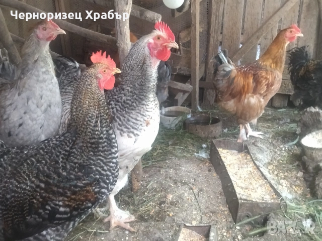 Домашни петли, снимка 2 - Кокошки и пуйки - 54682385