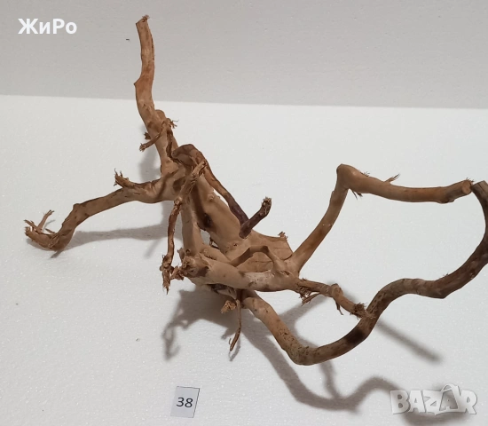 Корен от Азалия /декорация/ 38, снимка 2 - Други - 54101967