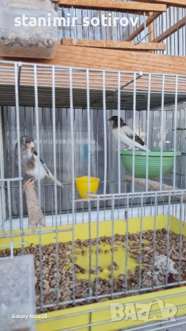 Три двойки Орфей , снимка 5 - Канари - 55001717