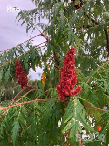 Продавам Рустифина Дисекта/Rhus typhina Dissecta, снимка 2 - Градински цветя и растения - 54781830