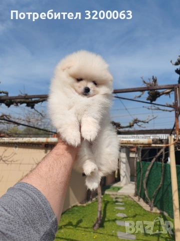 Померан мъжко и женски , снимка 5 - Померан - 53986008