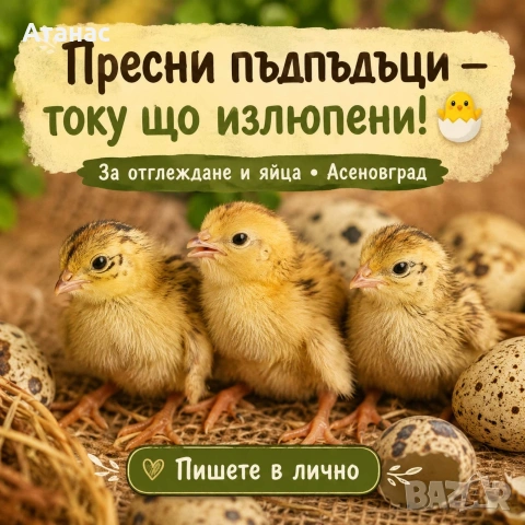 пъдпъдъци пиленца