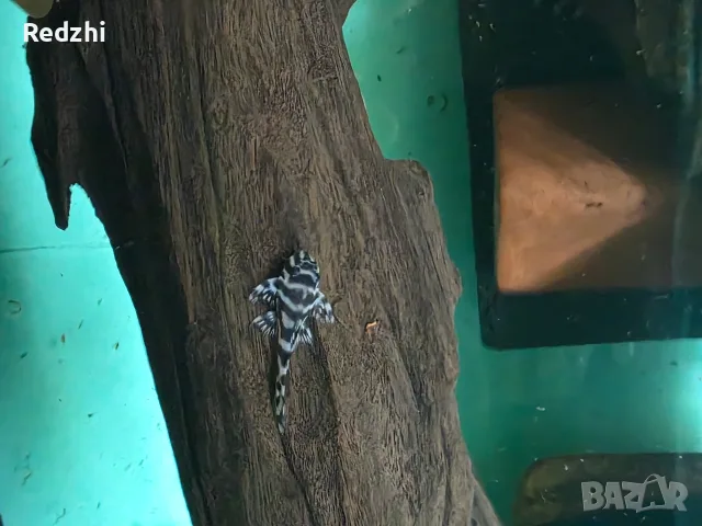 L236 pleco - 3+ см, снимка 2 - Рибки - 55546481