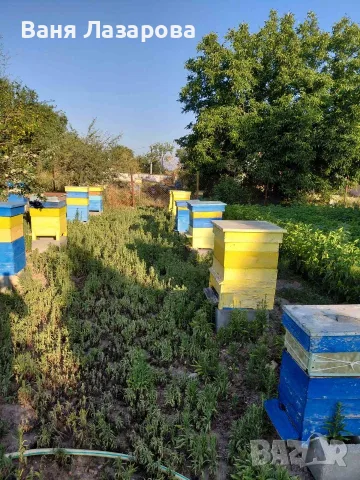 Продавам пчелни семейства , снимка 3 - За пчели - 55390452